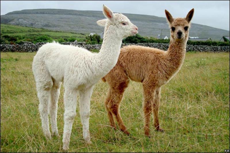 MOQUEGUA APUESTA POR LA MEJORA GENÉTICA DE SUS ALPACAS