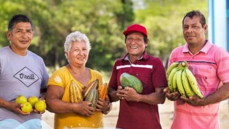 Mosca de la fruta retrocede en Perú gracias a alianza Sensasa–BID