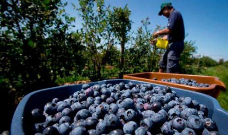 Muchas pequeñas y medianas empresas participan en la industria arandanera peruana