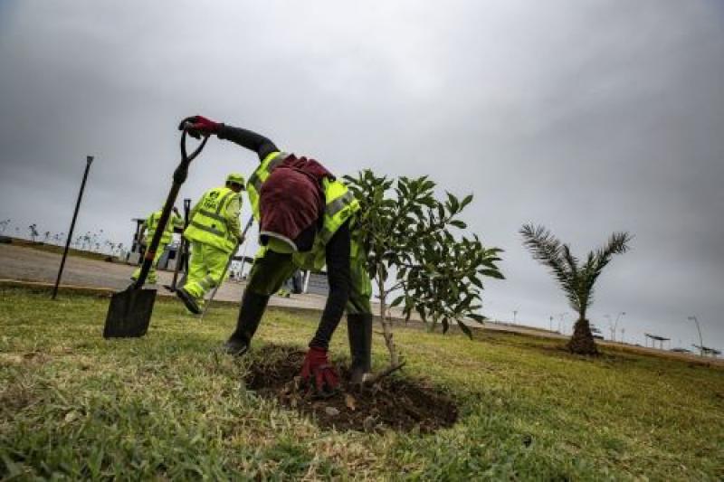 Municipalidad de Lima sembró 1.700 árboles, 60 mil flores e implementó 17.000 m² de áreas verdes de la ciudad