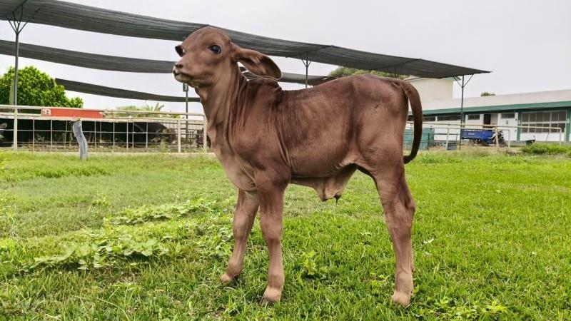 Nace en Huaral ternero de raza Sindi con gran potencial para producir carne y leche
