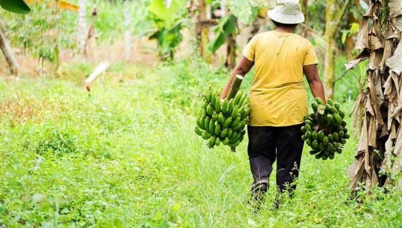 Ni la tala ilegal, ni las grandes plantaciones, sino el abandono de la pequeña agricultura amazónica es la causa de la deforestación en Perú