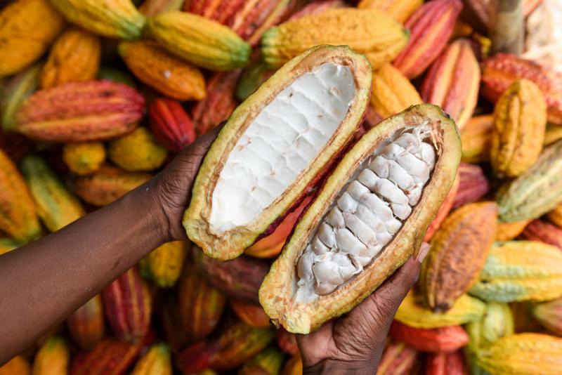 No habrá prórroga en medida de la UE que pone en jaque al cacao peruano por concentración de cadmio