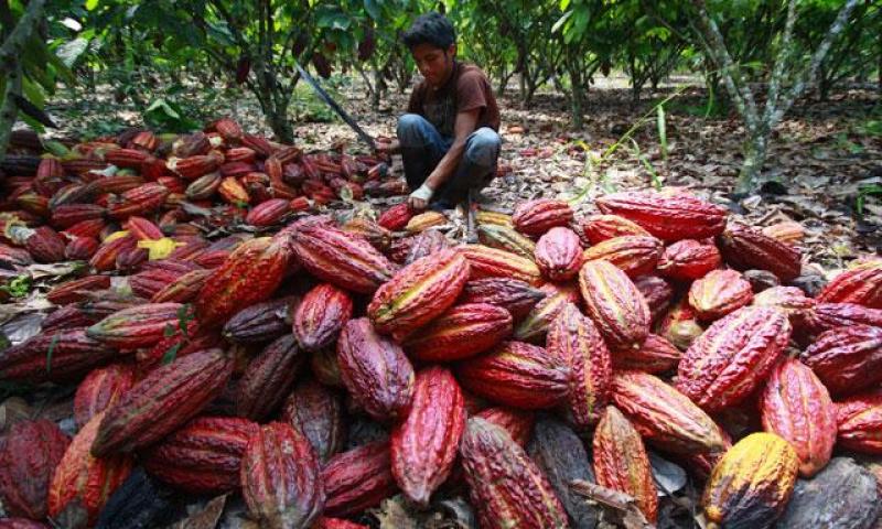 NORANDINO INSTALARÍA UNA PLANTA PROCESADORA DE CACAO EL 2016