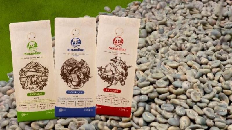 Norandino proyecta procesar más de 450 mil quintales de café este año