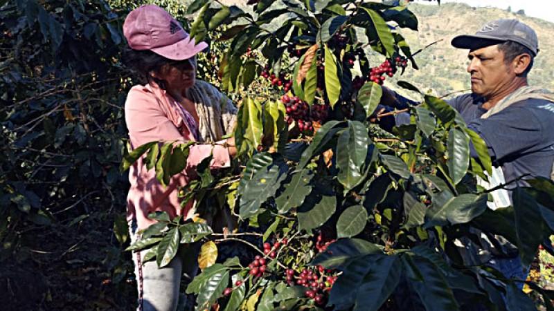 Norandino se posicionó como la primera cooperativa exportadora de café en Perú en 2024 y la única entre las 10 primeras empresas exportadoras