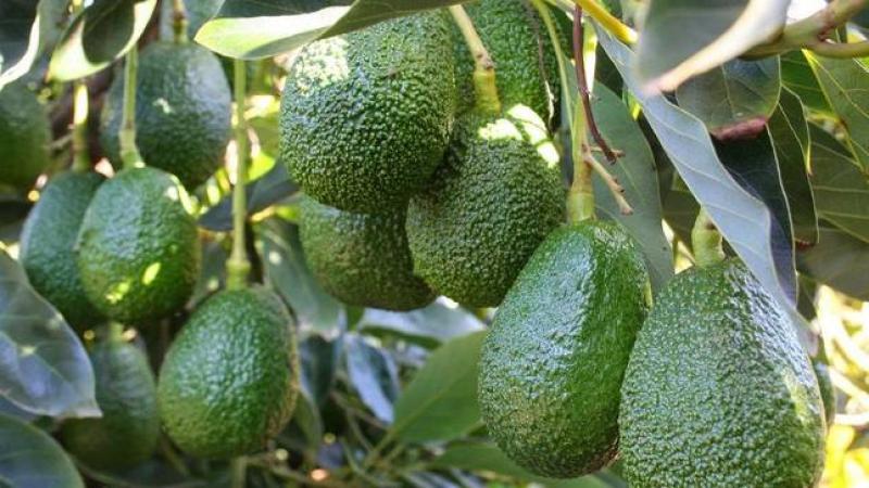 “Nueva ley agraria está matando a más de 1.800 productores de palta Hass en Ayacucho”