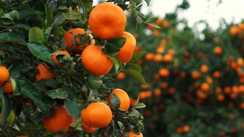 Nueva ley agraria y nuevas áreas para sembríos dinamizarán los cultivos de cítricos en Perú