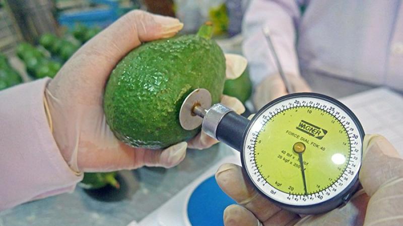 Nueva norma técnica sube a 22 % el porcentaje mínimo de materia seca de la palta Hass peruana de exportación