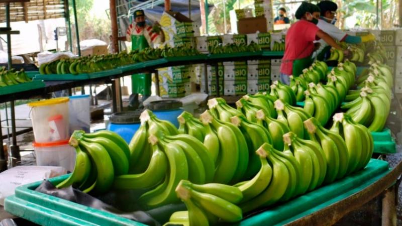 Nueva variedad de banano permite duplicar la producción