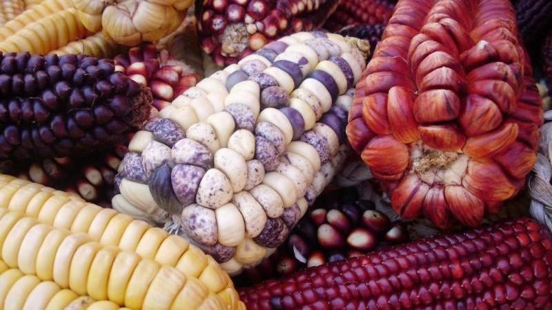Nueva variedad de maíz amiláceo elevaría en más de un 100% la economía del productor