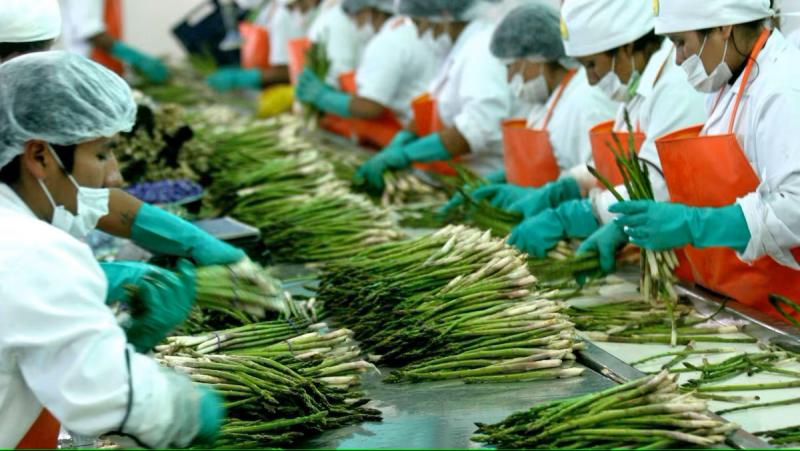 Número de empleos asociados a las exportaciones agrícolas tradicionales crecieron 52.7% entre enero y septiembre