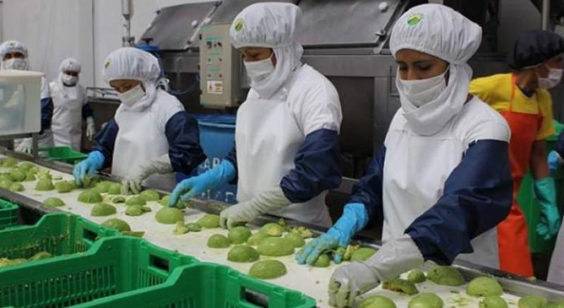 Número de empresas agroexportadoras sumaron 2.006 entre enero y mayo de 2025, mostrando un aumento de 3.3%