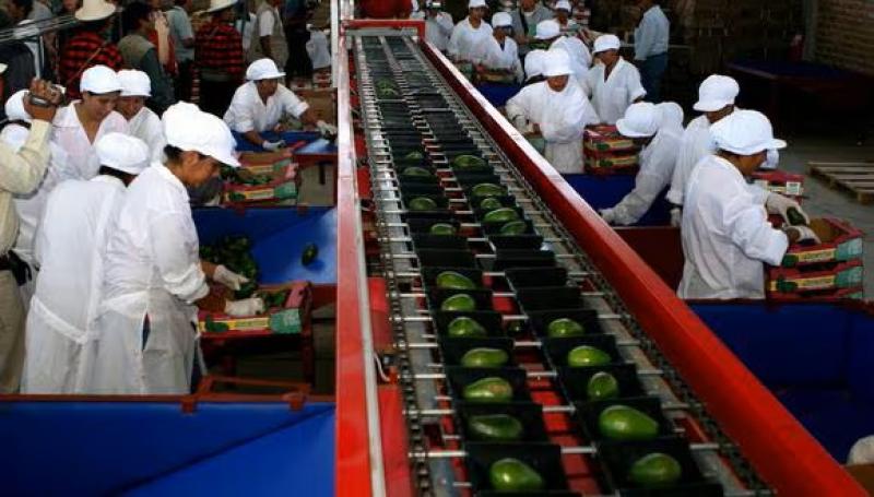 Número de empresas exportadoras agroindustriales y del agro tradicional marcaron récord en el primer semestre del 2024