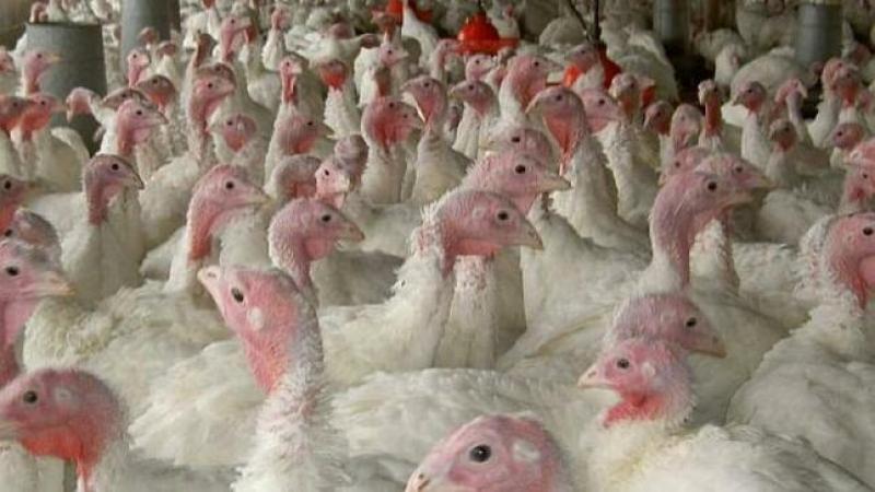 Oferta de pavo alcanzará las 1.621.000 unidades en las fiestas de Navidad y Año Nuevo, lo que significaría una reducción de -7.4%