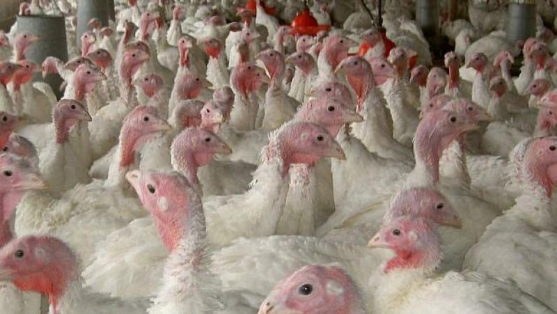 Oferta de pavos en fiestas de fin de año será de 1.750.000 unidades, lo que significaría un aumento de 6%