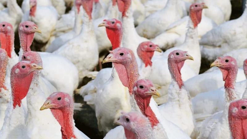 Oferta de pavos en Perú será de 1.640.000 unidades en las fiestas de Navidad y Año Nuevo 2025, mostrando un aumento de +1.2%