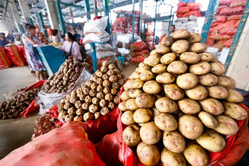 Oficializan ley que promueve la industrialización del cultivo de la papa