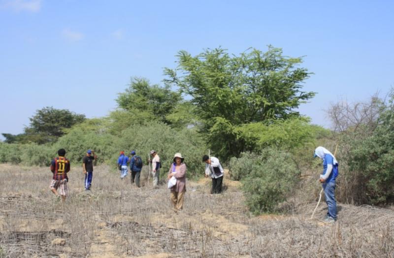 OLMOS: RECUPERAN BOSQUES SECOS PARA EL DESARROLLO DE PLANTACIONES