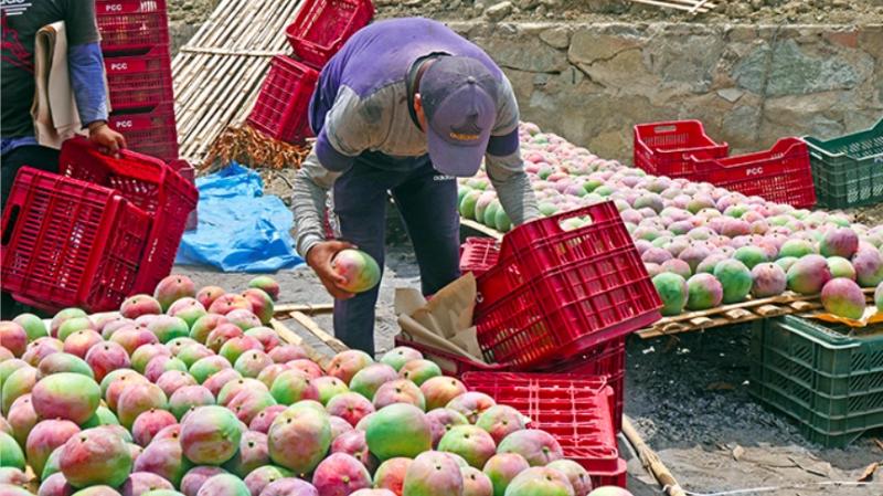 Once retos a superar para desarrollar una mejor industria del mango peruano
