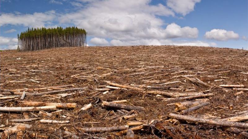 ONU: Sobreexplotación de las tierras amenaza con degradar una superficie del tamaño de Sudamérica en menos de tres décadas