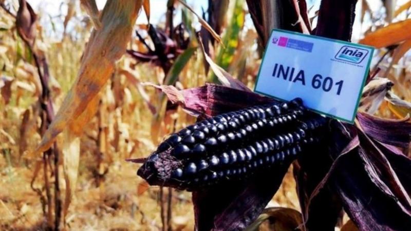 Oportunidades y desafíos del maíz morado en Perú
