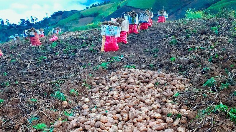 Organizaciones de productores de papa firman contrato de compra-venta por  S/ 5.021.800 con industria de snack
