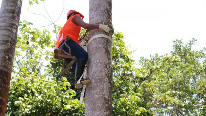 Organizan “Concurso Nacional de Subidores de Aguaje” para promover bionegocios libres de deforestación