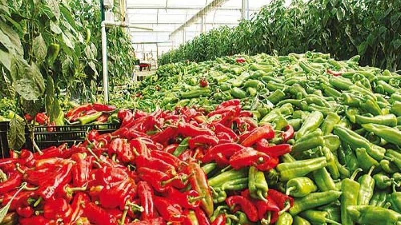 Países Bajos concentró el 81% de los despachos peruanos de ají jalapeño en abril de 2025