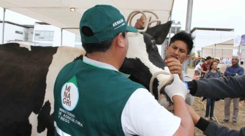 Países de la CAN acuerdan acciones para prevenir fiebre aftosa