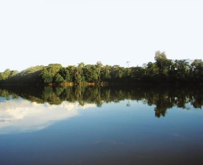 PAÍSES MIEMBROS DE LA CAN JUNTOS EN CAMPAÑA DE CONSERVACIÓN FORESTAL