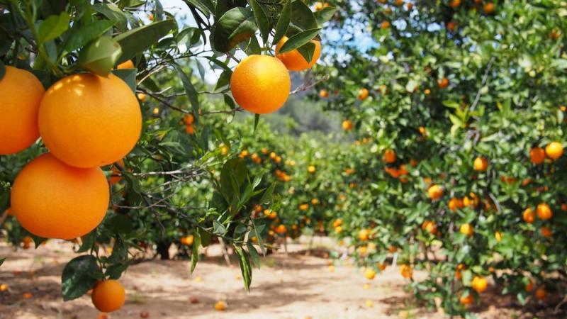 Países terceros están arrebatando la hegemonía comercial a los cítricos españoles en los mercados internacionales