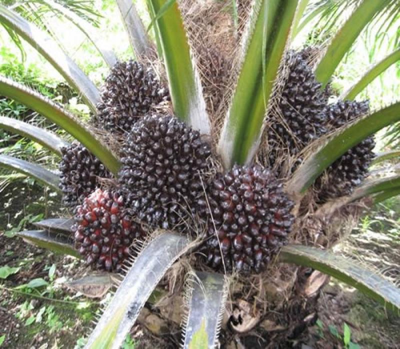 PALMA ACEITERA MANTENDRÍA PRODUCCIÓN DINÁMICA EN LOS PRÓXIMOS AÑOS