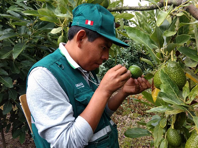 Palta Hass de Perú ya puede ingresar a Tailandia