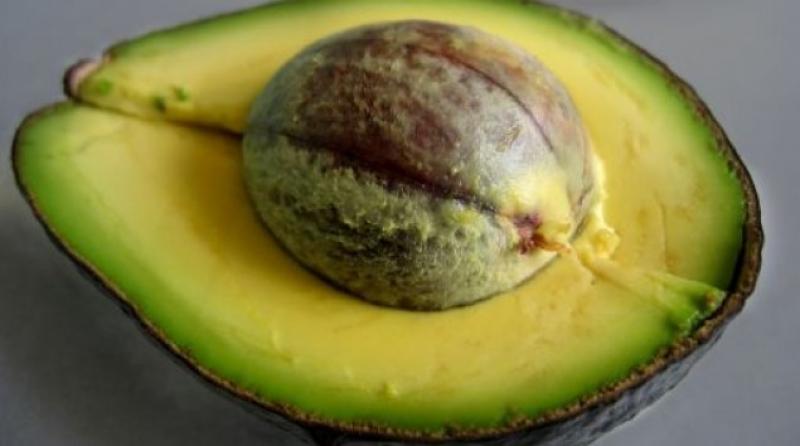 PALTA HASS ESPAÑOLA A UN PASO DE INGRESAR A EEUU