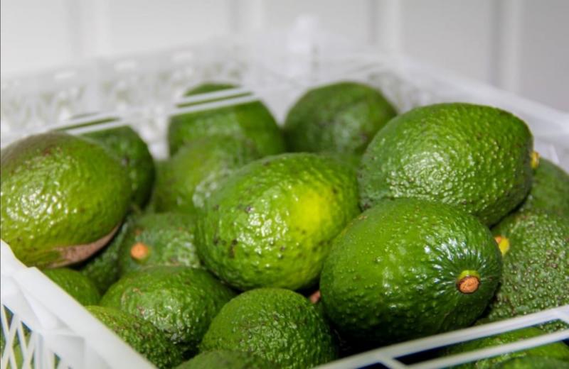 Palta Hass: uno de los productos bandera de la exportación nacional gracias a una cadena de esfuerzo y competitividad