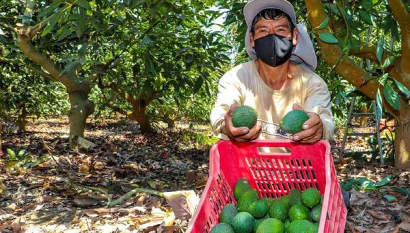 Palta peruana proyecta el mismo volumen que la temporada pasada, que son 570 mil toneladas