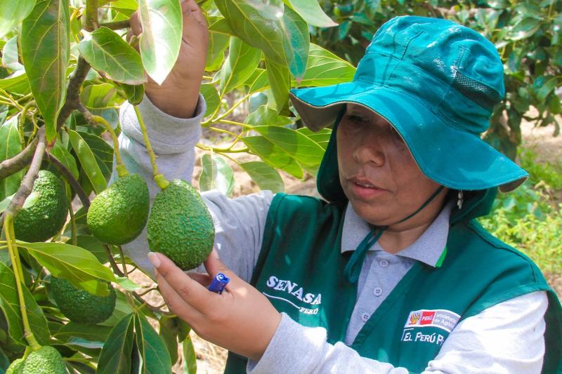 Palta peruana puede ingresar a 67 países a nivel mundial