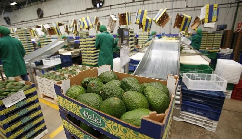 Palta peruana se convierte en producto estrella en China