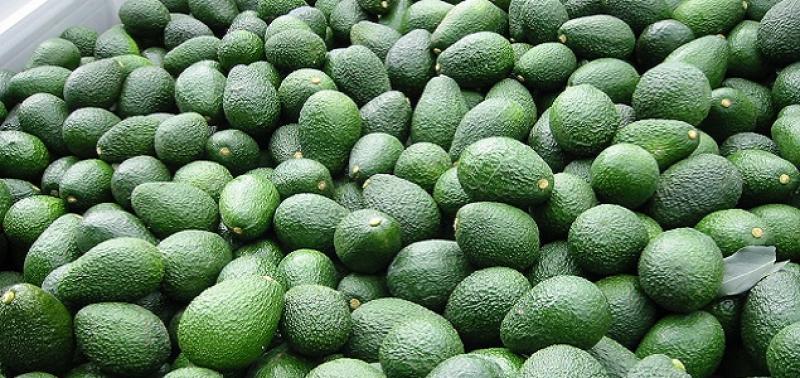 Palta peruana tiene potencial de exportación en Corea del Sur por US$ 47 millones