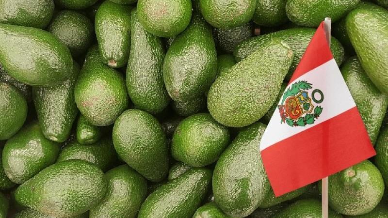Paltas frescas lideran agroexportaciones peruanas, concentrando el 17.2% del total