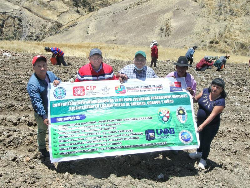 “Papa del Bicentenario" fue sembrada en el distrito de Viñac, provincia de Yauyos