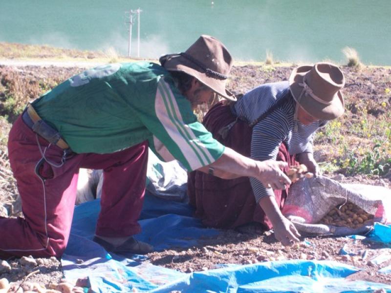 PAPA Y MAÍZ AMILÁCEO EN EL SUR LOS MÁS SENSIBLES FRENTE AL CAMBIO CLIMÁTICO