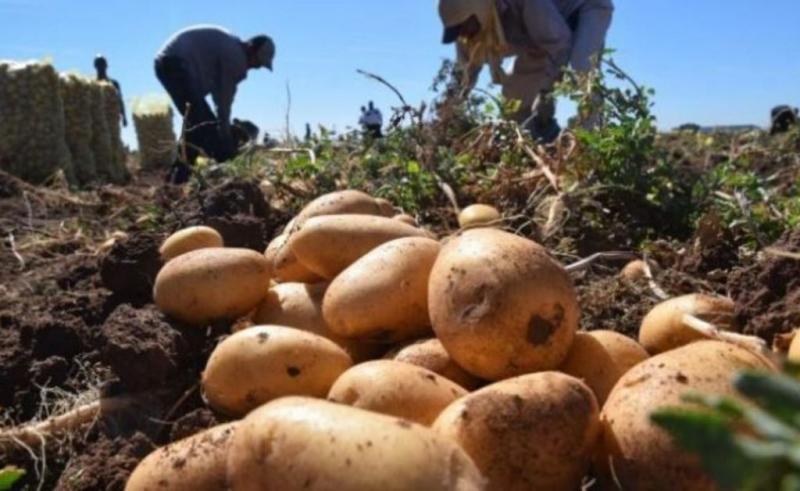 Papa Yungay: medio siglo en la agricultura y alimentación del Perú