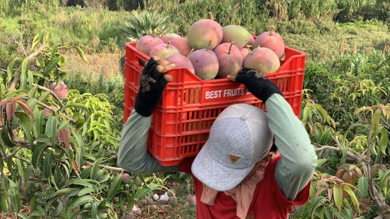 Para Áncash, la campaña de mango ha sido más costosa y con peores precios en el mercado