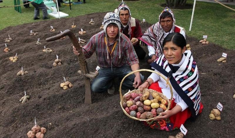 PBI AGROPECUARIO CRECERÍA 3.5% EN EL 2015 