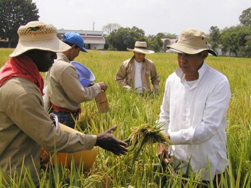 PEQUEÑOS AGRICULTORES NO TIENEN ACCESO A LA INFORMACIÓN 