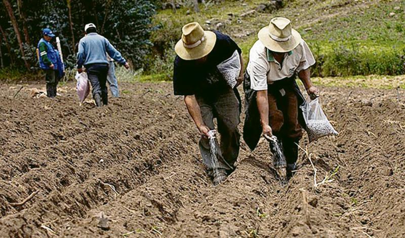 Pequeños agricultores pueden cobrar Bono Wanuchay de S/350 desde esta semana