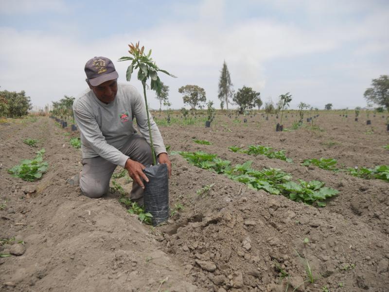 Pequeños productores de Áncash no se desaniman por precios internacionales y apuestan al cultivo de palto