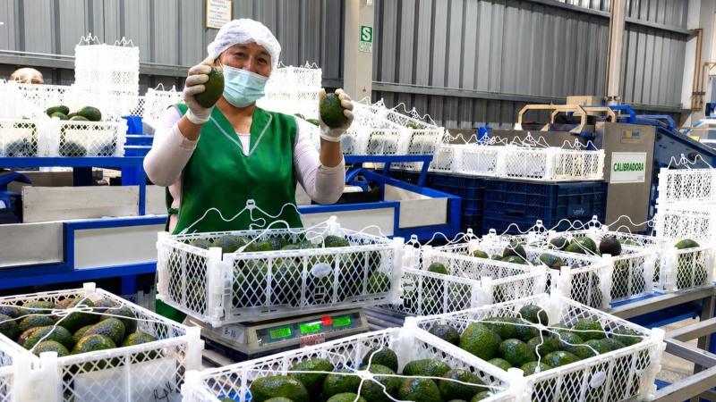 Pequeños productores de Tacna concretan primera exportación de 21.55 toneladas de palta Hass a Chile